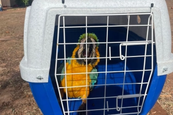 Arara é Resgatada após Vendaval