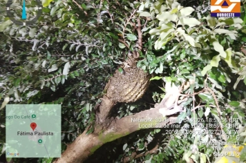 Retirada de abelhas na Praça Central do Distrito de Fátima Paulista
